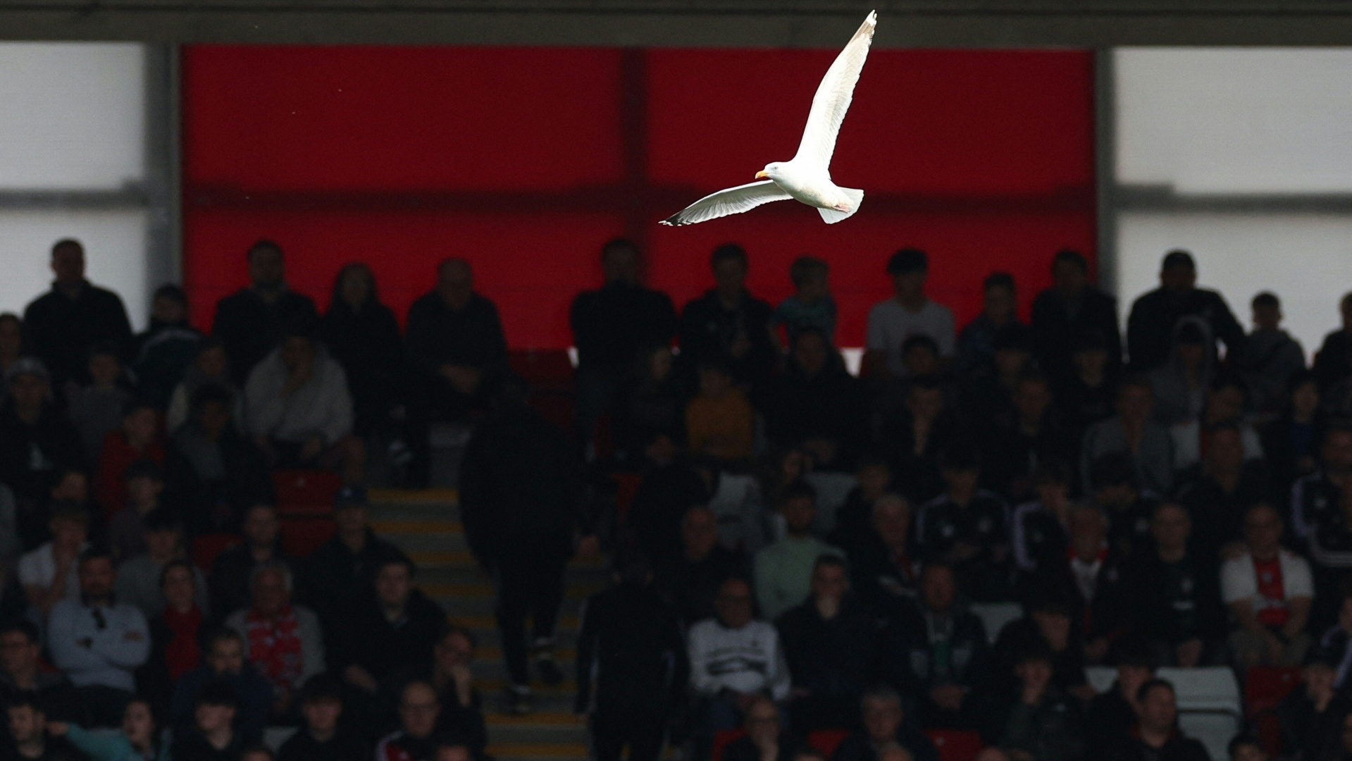 Türkei: Fußballspieler spendet Möwe Leben nach Treffer durch Ball