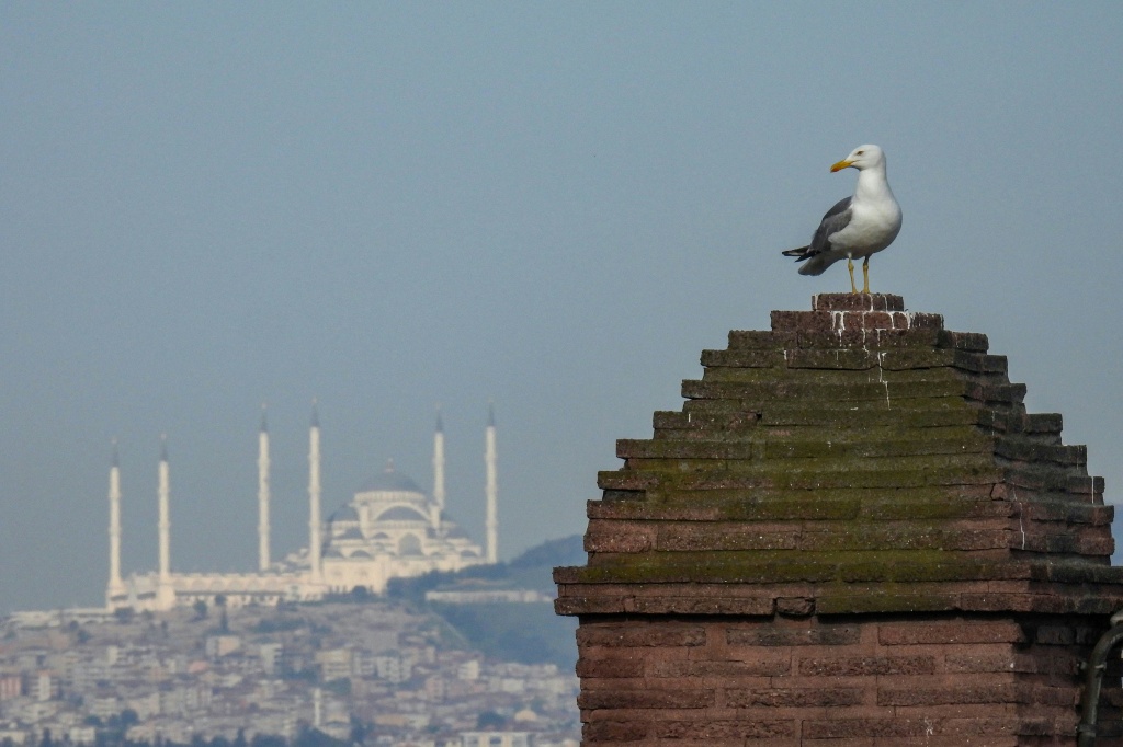 Un futbolista turco salva a una gaviota tras realizarle un masaje cardiaco