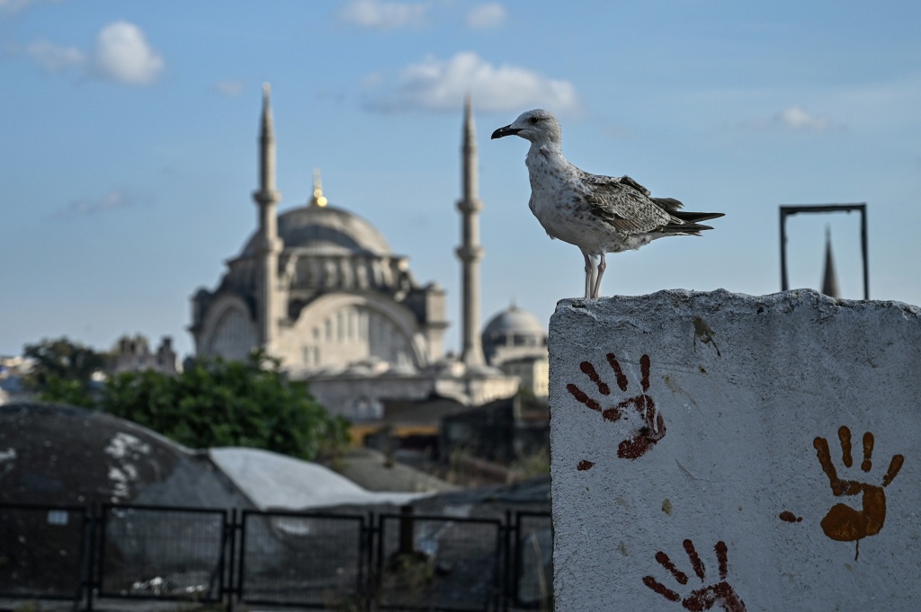 Jugador de fútbol aficionado turco se convierte en héroe al rescatar a una gaviota