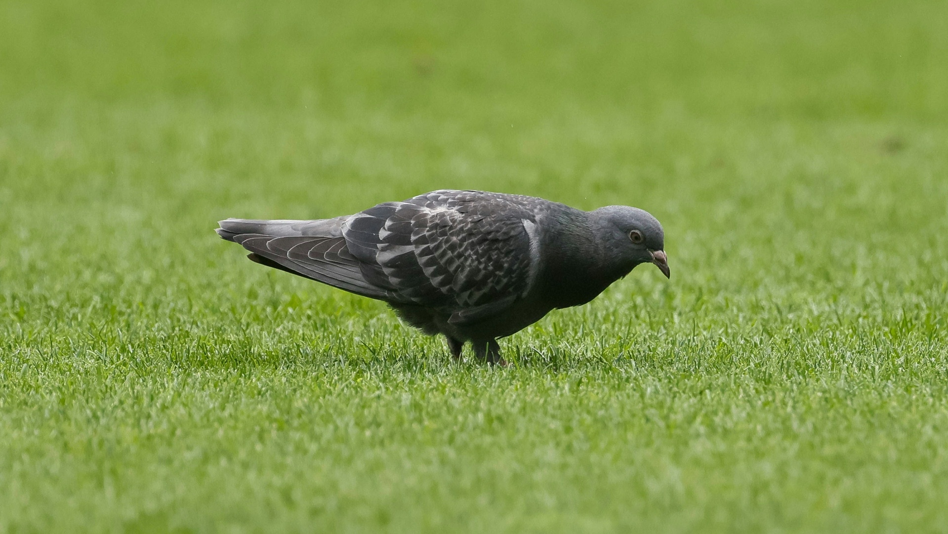 Mainzer Glücksbringer Taube greift in den Abstiegskampf ein