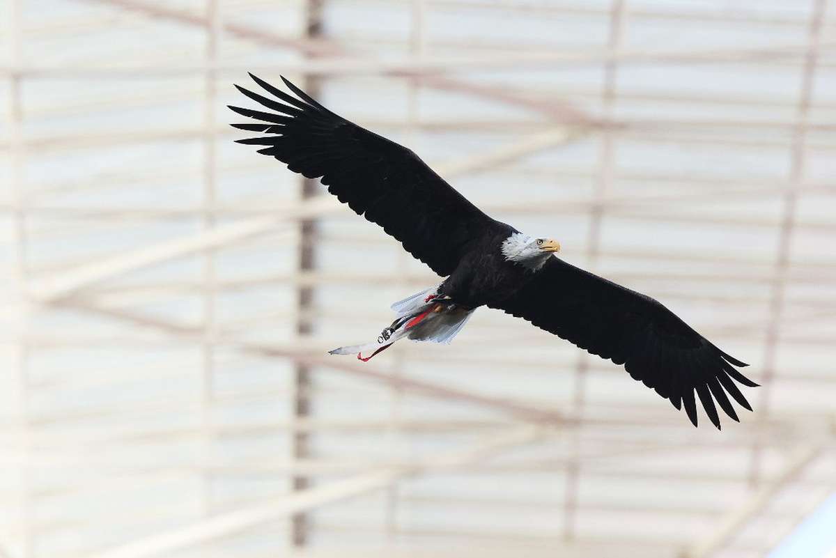 Benfica SAD eleva proposta de empréstimo obrigacionista para 65 milhões de euros